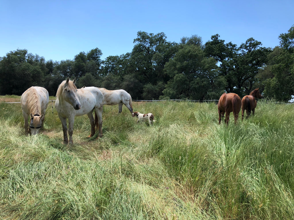 Donation